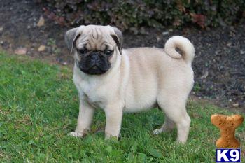 Pug Puppies for Sale